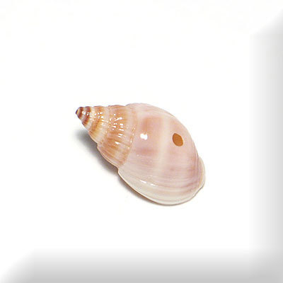 Muschel, ca. 22 x 10 mm